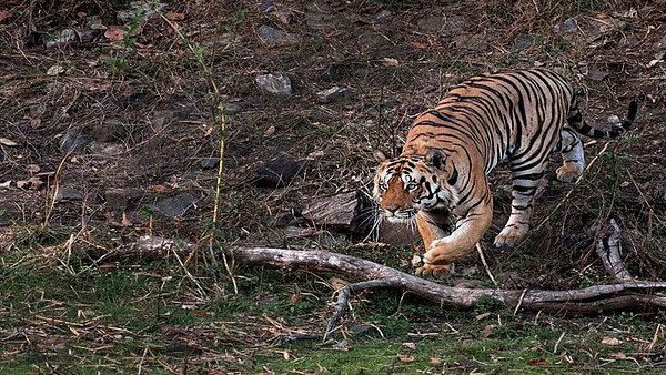 SC stays construction of road passing through Rajaji National Park