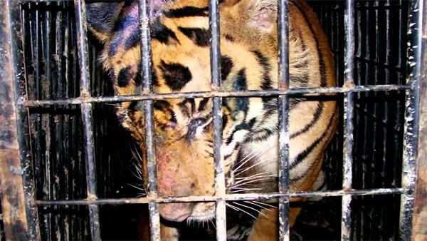 'Not all animals migrate by choice': How a govt campaign raising awareness against illegal wildlife