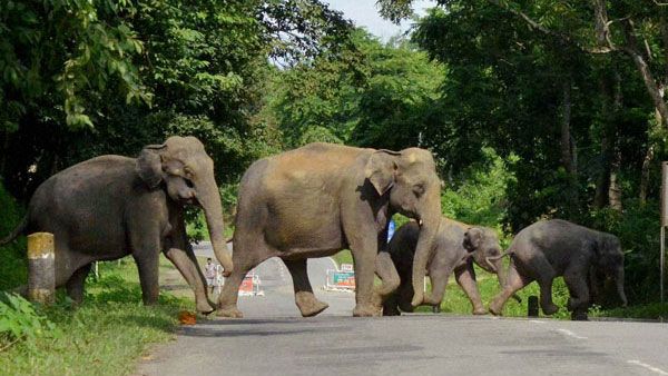 Human animal conflict, a real threat India cannot ignore