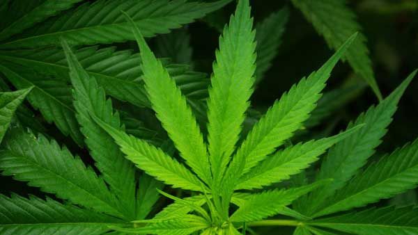 A man held for allegedly selling cannabis to school students in Kolkata