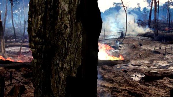 How deforestation and climate change is pushing wildlife towards extinction