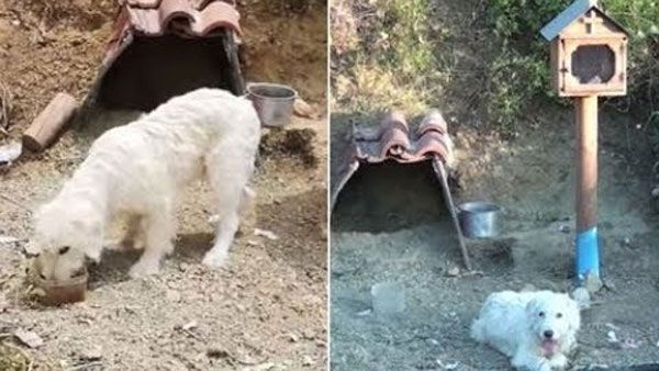 Loyal dog dubbed as ‘Greek Hachiko’ refuses to leave spot where owner died