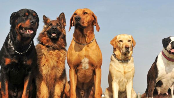 'Cause 4 the Paws' adoption drive to find home for abandoned dogs