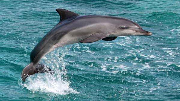 Patna to get India’s first Dolphin Research Centre in October