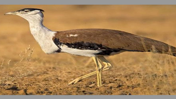 Extinction of Great Indian Bustard, lesser florican: SC forms panel to frame emergency plan