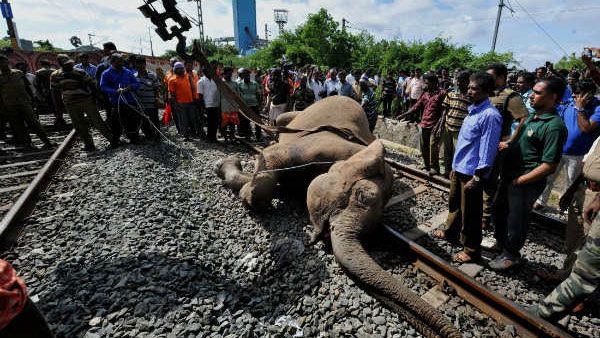 Plan Bee: How the Indian Railways is preventing elephant deaths on tracks