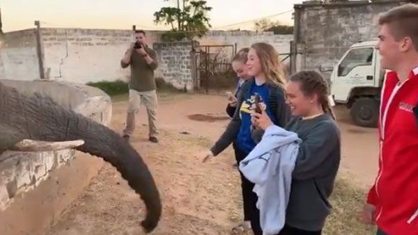 Watch video of African elephant slapping tourist on the face for clicking photos, goes viral