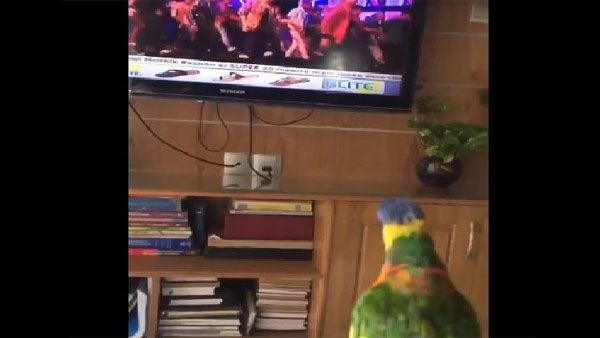 Watch video of Parrot grooving, whistling to popular Bollywood tune, wins Twitter
