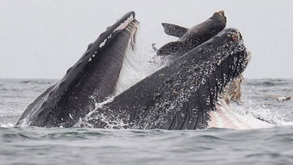 Boat in New Zealand hits whale; 2 killed, 3 missing