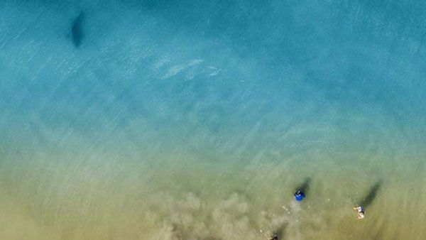 This dad spots shark swimming towards his children while taking photos with drone camera