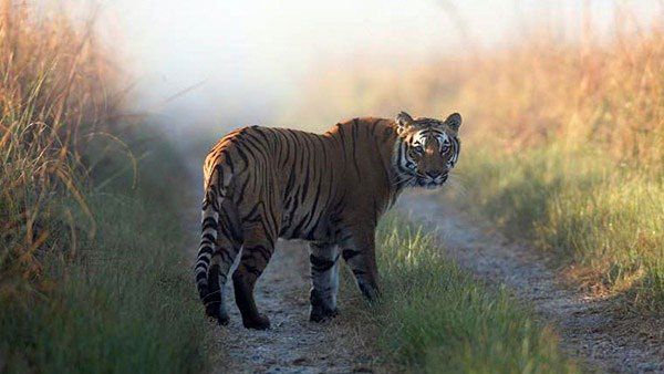 Angry villagers beat Tigress to death with sticks in Pilibhit reserve, make video