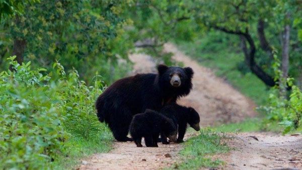 India slow in saving national parks, wildlife sanctuaries
