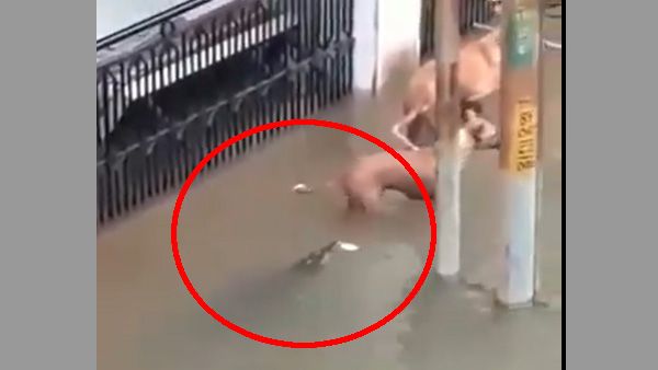 Scary! Crocodile casually swims in Vadodara streets, pounces at a dog