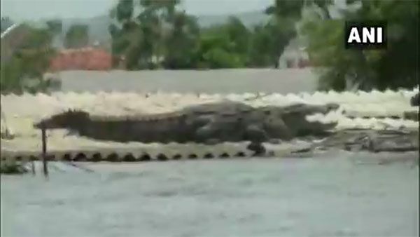 K’taka floods: Crocodile lands on roof of a house, video goes viral