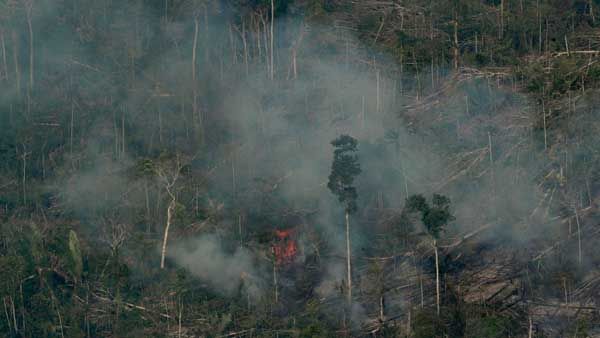 Amazon rainforest fires are still burning: What you need to know and how you can help?