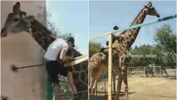 Video of drunk Man climbing over fence to ride on Giraffe's neck in zoo goes viral