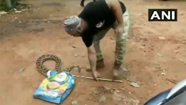 11 feet long & 45 Kg python rescued from Bhubaneswar