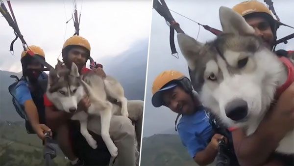 Up in the air! Siberian Husky enjoys paragliding 3,500 feet above ground with its owner
