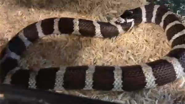 WATCH: Hungry snake swallows itself in stomach-churning video