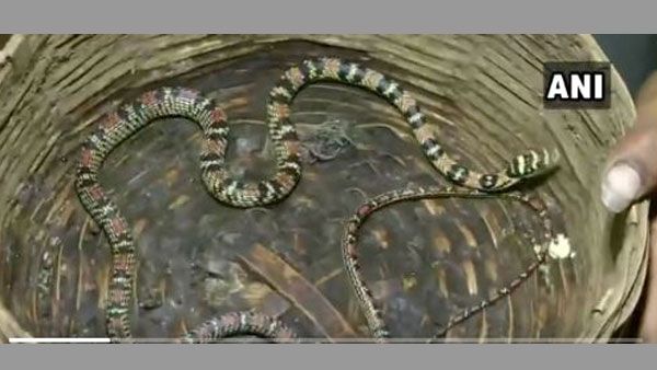 Flying snake displayed to public to earn money, seized in Bhubaneswar