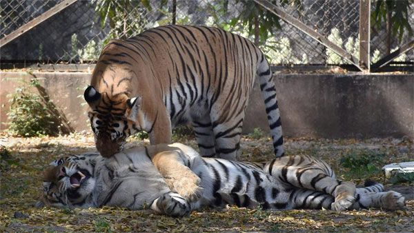 1 female and 2 male tigers present in Palamau Tiger Reserve