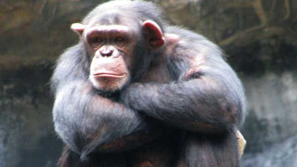 Why the ED decided to attach 3 chimpanzees as part of its money laundering probe