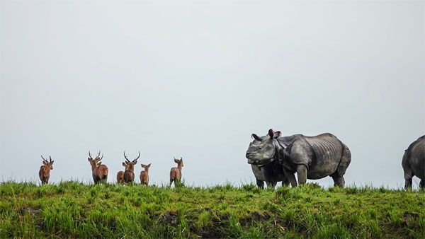Assam to construct 36 km long flyover to reduce wildlife fatalities at Kaziranga