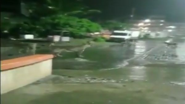 WATCH: Video of Lion pride strolling around Junagadh city goes viral