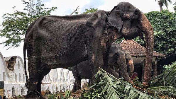 Sri Lanka: 70-year-old elephant Tikiri forced to perform in parades dies