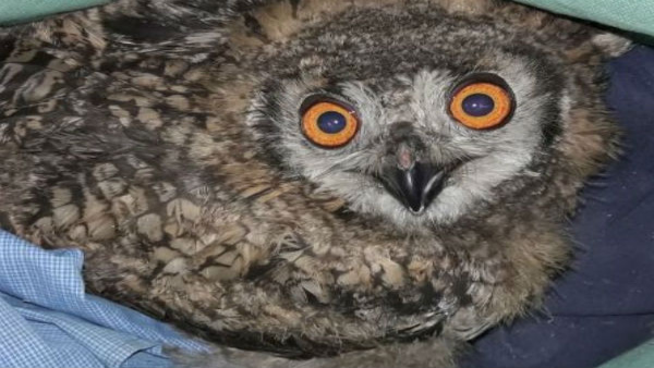 Stop trading ‘lucky’ owls for black magic during Diwali