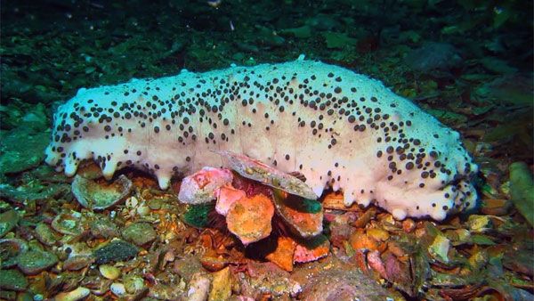 Major haul: 3 tonnes of sea cucumber seized in Tamil Nadu