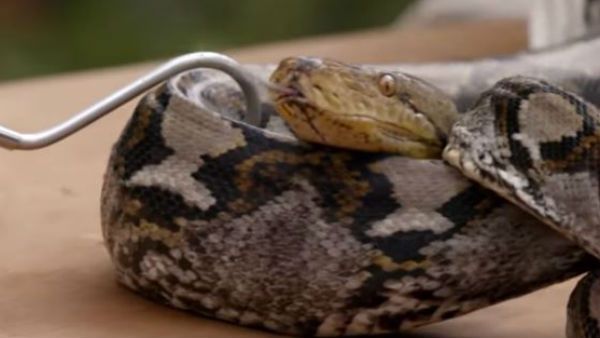 9-foot Python swallows cat in Vadodara
