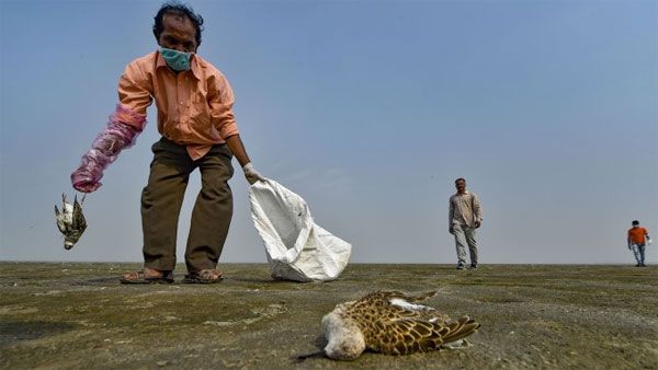 Shocking! More than 1500 migratory birds found dead in Rajasthan