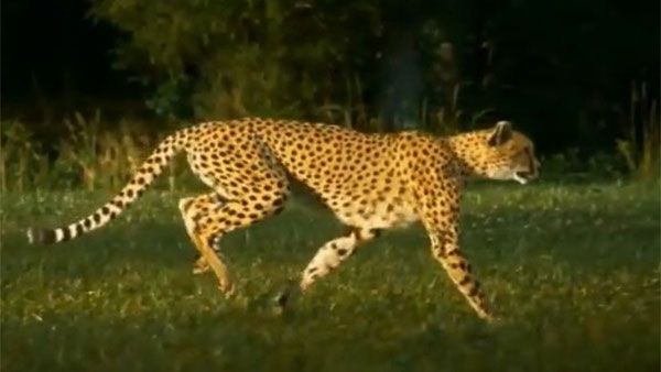 ‘Furry-friends- forever’, li’l cheetah cub and a dog’s adorable sleepover