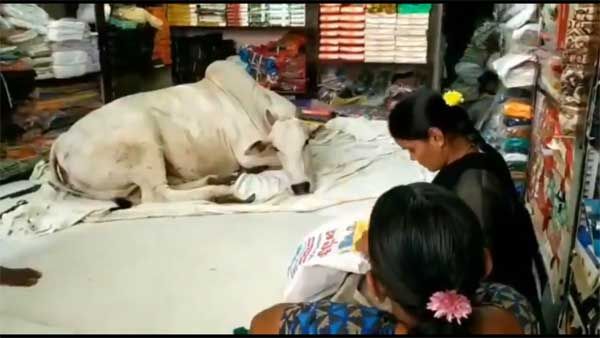 6 months on, stray cow visits this Andhra Pradesh cloth store and does this. Nobody knows why!