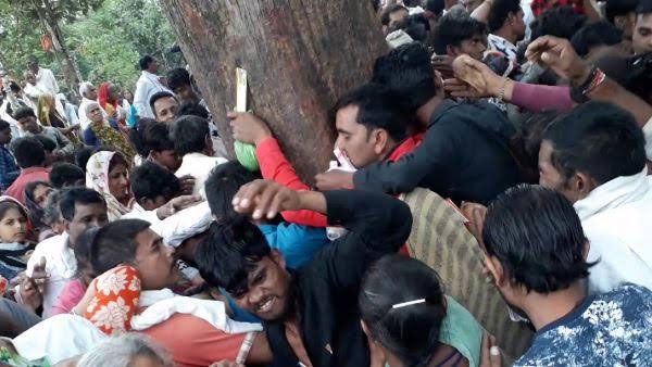 Mystery of “magical Mahua healer tree” in Madhya Pradesh jungle