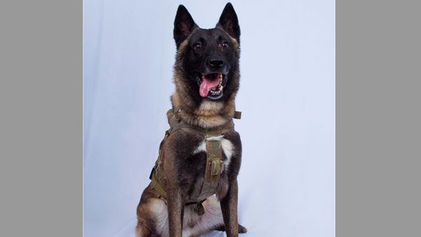 Meet Conan, the 'hero' doggo who hounded Baghdadi: What makes Belgian Malinois breed so special?
