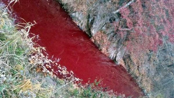 South Korean river turns red after mass pig slaughter