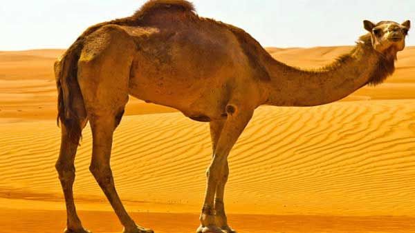 Jersey woman sues TripAdvisor after falling off runaway pregnant camel, broke her arm