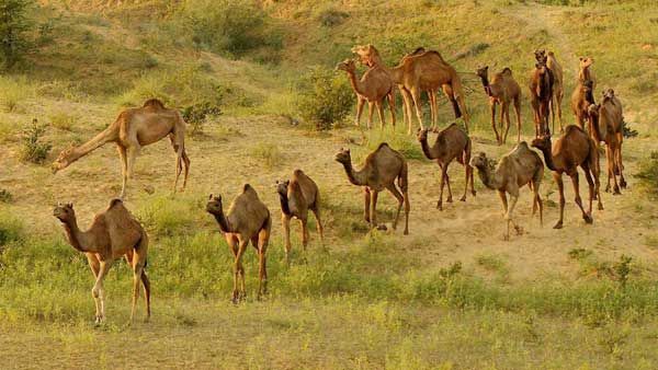 Amid bushfire crisis, Australia to kill 10,000 camels because they drink too much water