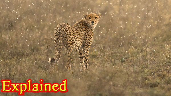 Extinct for 60 years, Cheetahs to run again in Indian jungles