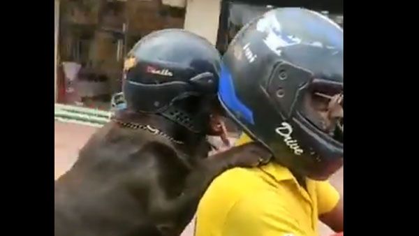 WATCH: Dog wears helmet for safety in Chennai