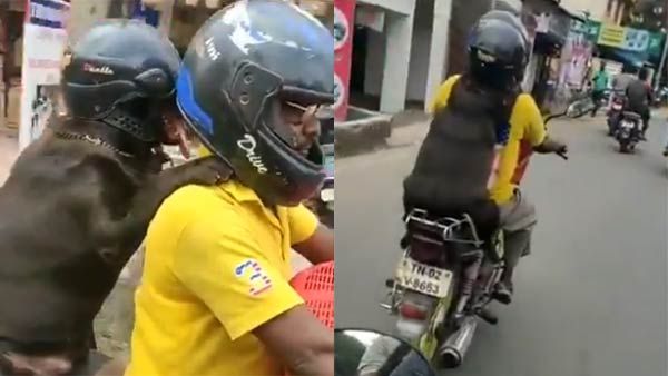 Dog wears helmet, rides behind its hooman in Chennai; Internet divided over this viral video