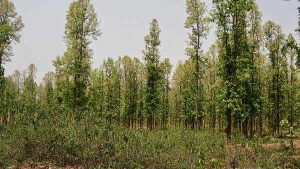 Tigress’ fresh pugmarks spotted at J'khand-Bengal border