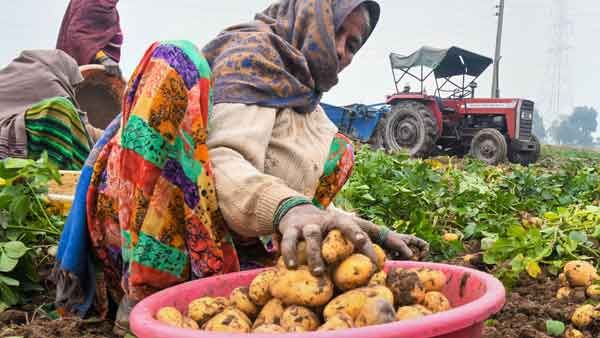 Potato disease: Late blight attack worries growers; state govt sends team to 3 districts