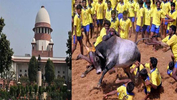 Won't stop Jallikattu: SC refuses to stay bull festival, asks petitioners to approach high court