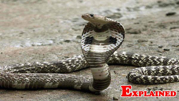 Scientists map genome of Indian cobra: How does it help fight snakebite
