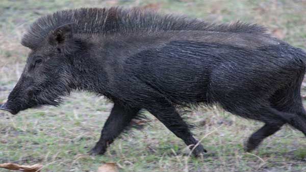 Wild boar attacks five people in UP’s Tandeda village