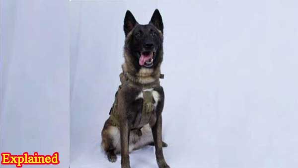 Explained:Why is Kolkata police inducting Belgian Malinois that helped killed Bin Laden and Baghdadi