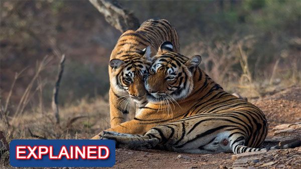 The curious case of 'missing' Tigers from Ranthambore
